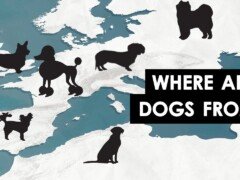 Where Every Dog Breed Came From