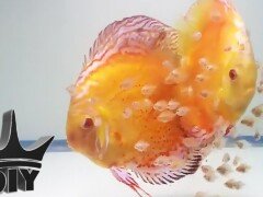 HOW TO: Breed Discus fish