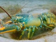 Lobsters Fighting to Breed | Blue Planet | BBC Earth