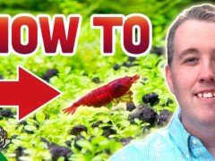 How To Breed Cherry Shrimp