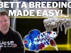 EASY! How to Breed Bettas Step by Step