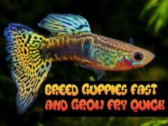 HOW TO BREED AND CARE FOR GUPPIES + GROW FRY FAST