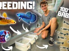 How to Breed Bettas in Tubs! (Super Easy)