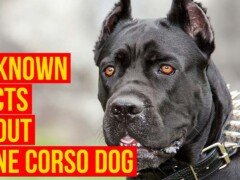 Cane Corso Dog Breed, 7 facts Why Is The King For Your Protection