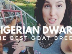 NIGERIAN DWARF GOATS: Why you’ll fall in love with this breed!