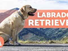 LABRADOR RETRIEVER – ALL About This Popular Breed