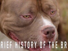 AMERICAN BULLY: A BRIEF HISTORY OF THE BREED