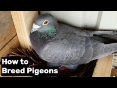 How to Breed Pigeons – [Step by Step]