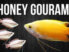 How to Breed Honey Gouramis