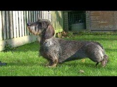 Dog Breed Video: Dachshund