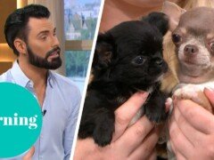 Is It Cruel to Breed Teacup Dogs? | This Morning