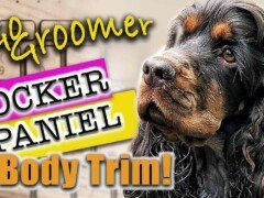 Grooming a Cocker Spaniel-Breed Standard Trim