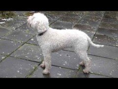 Dog Breed Video: Lagotto Romagnolo