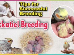 How to breed cockatiel | Cockatiel breeding tips | Guide for cockatiel breeding