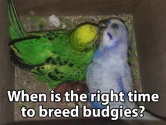 When are budgies ready to breed? (breeding condition)