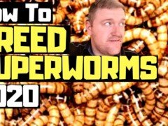 HOW TO TO BREED SUPERWORMS / MORIO WORMS THE BEST WAY