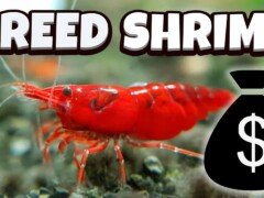 How to Breed Shrimp – A full guide