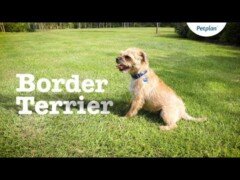 Border Terrier Dog Breed: Temperament, Lifespan & Facts | Petplan